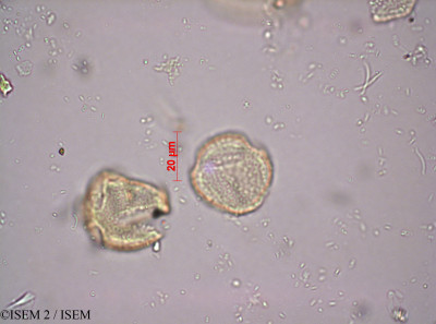 ISEM 2/Discocapnos_mundtii_35749/Discocapnos_mundtii_35749_0001(copy)_thumb.jpg